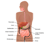 Illustration of digestive tract