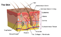 Illustration of cross-section of skin