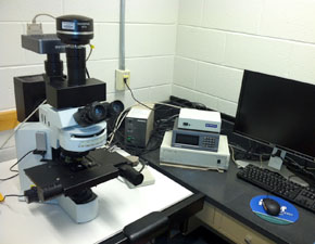 Fluorescence Microscopy Image