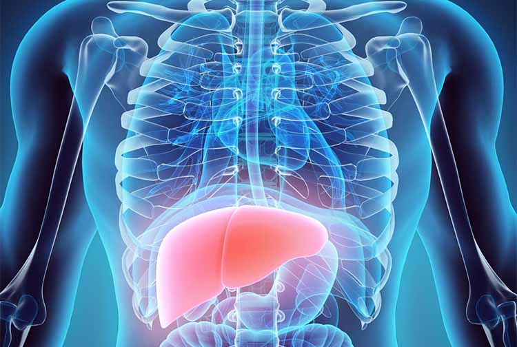 Illustration of liver inside the body